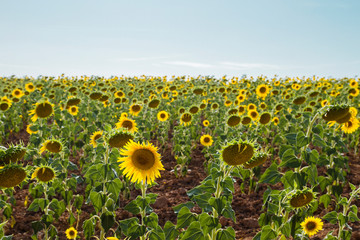 Obraz premium Sunflowers fields landscape in Spain