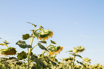 Sunflowers field rady to harvest - obrazy, fototapety, plakaty