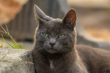 Porträt einer Katze der Rasse Russisch Blau