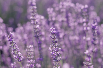 Naklejka premium Detail of purple lavender flowers
