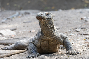 Komodowaran