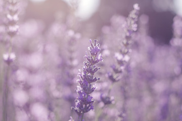 Obraz na płótnie Canvas Purple lavender flowers close up, dreamlike bokeh background