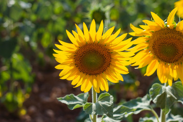 Detail of sunflowers growing in a plantation