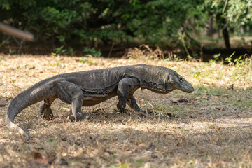 Obraz premium Komodowaran