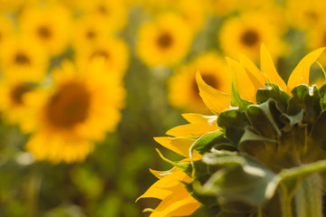 Detail of turned sunflowert disc in a plantation