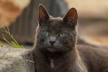 Porträt einer Katze der Rasse Russisch Blau