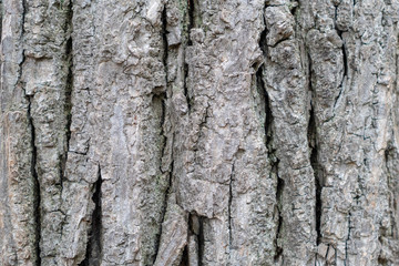 dry tree bark texture background. Detail of oak tree bark. Sharp background