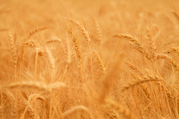 Wheat field with Ears of golden wheat. Rural Scenery under Shining Sunlight. Background of ripening ears of wheat field. Rich harvest Concept.