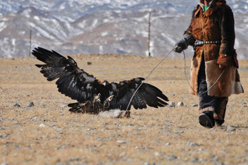 golden eagle in western mongolia flying and training to catch prey during the golden eagle festival