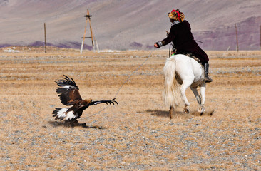 golden eagle in western mongolia flying and training to catch prey during the golden eagle festival