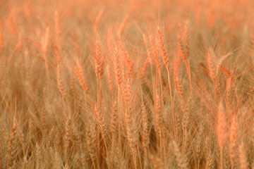 Wheat field with Ears of golden wheat. Rural Scenery under Shining Sunlight. Background of ripening ears of wheat field. Rich harvest Concept.