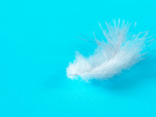 Bird Feather on white color on a light blue background