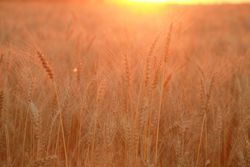 Wheat field with Ears of golden wheat. Rural Scenery under Shining Sunlight. Background of ripening ears of wheat field. Rich harvest Concept.