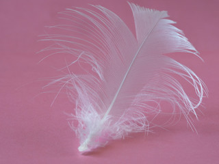 The Bird Feather on white color on a pink background