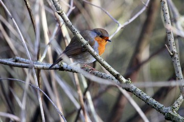 Naklejka premium robin on a branch
