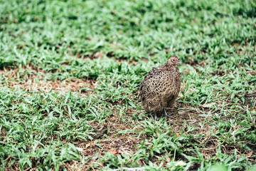 Pheasant standing on green grass