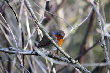 Robin on a branch