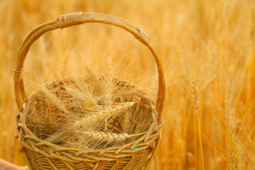 wooden basket with wheat in the golden field with nobody