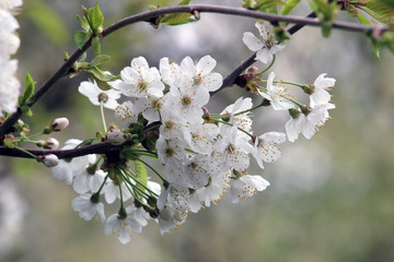 blossom