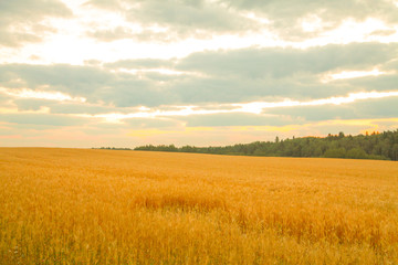 Wheat field with Ears of golden wheat. Rural Scenery under Shining Sunlight. Background of ripening ears of wheat field. Rich harvest Concept.