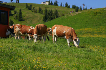 Fototapeta na wymiar Cows grazing in Kaiser Mountains (Scheffau, Wilder Kaiser), Tyrol - Austria