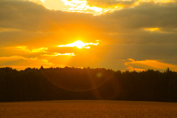Obraz premium beautiful evening bright sky above the golden wheat field