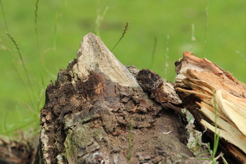 tree log tip