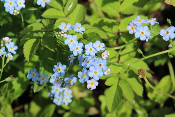 Blue flowers in garden