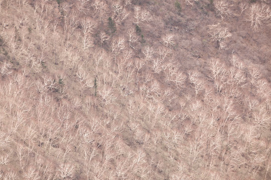 日本　長野県　軽井沢町　石尊山　