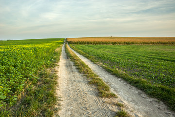 Fototapeta na wymiar A long rural road through the fields
