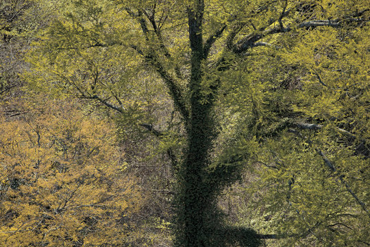 日本　大分県　九重町　九重夢大橋から　