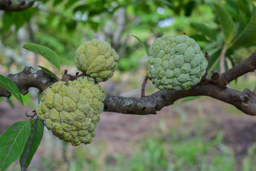 custard apple, custard apple from Thailand country