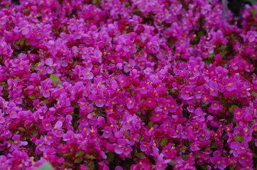 Obraz premium flower