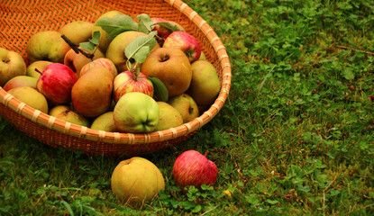 bio äpfel im  korb