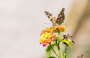 butterfly on a flower