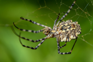 Allphotokz Spider 20170828 7749 D810 