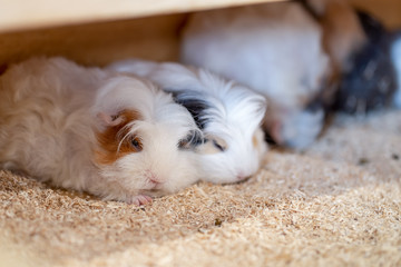 Obraz premium Gatsby rats are cute pets in the cage.
