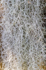 Tillandsia usneoides, mousse espagnole, fille de l'air, barbe de vieillard,