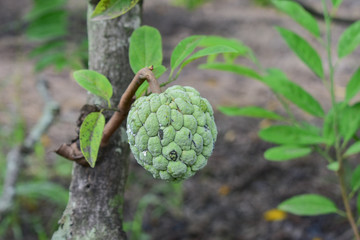 custard apple, custard apple from Thailand country