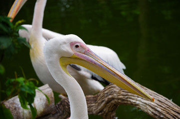 Pelican in profile
