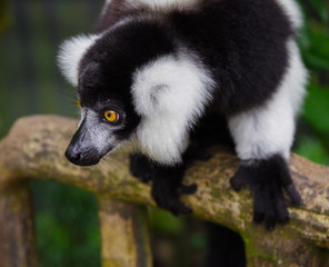 ring tailed lemur in Singapore