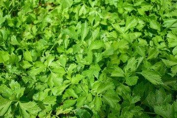 Celery, Celery from Thailand country