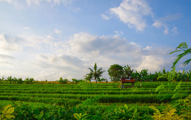 Fototapeta na wymiar Rice field in Bali