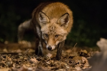 Fox in search of food.