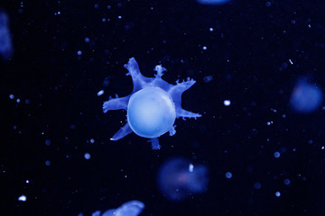macro of a beautiful jellyfish stomolophus meleagris