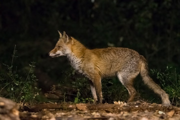 Naklejka na ściany i meble Red fox profile at night.