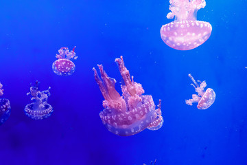 macro of a beautiful jellyfish mastigias papua