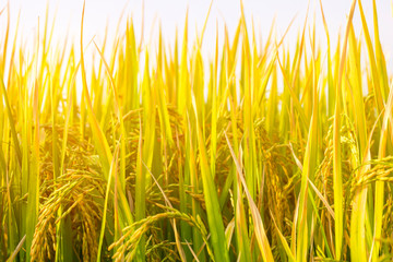 rice field in north Thailand, nature food landscape background.