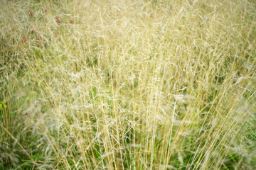 Stalks of ears of wild cereals in field. Summer day.