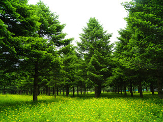 숲. 산림, 봄. 풍경. 임업. 전나무. 나무. 목제.  피톤치드. 산림욕. 